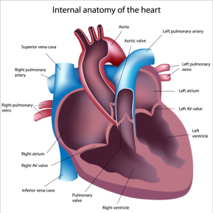 Internal anatomy of the pulmonary arteries