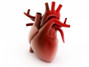 It is important to assess the right ventricle of the heart of PH patients