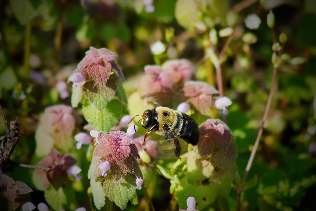 allergy pollen bee pulmonary hypertension