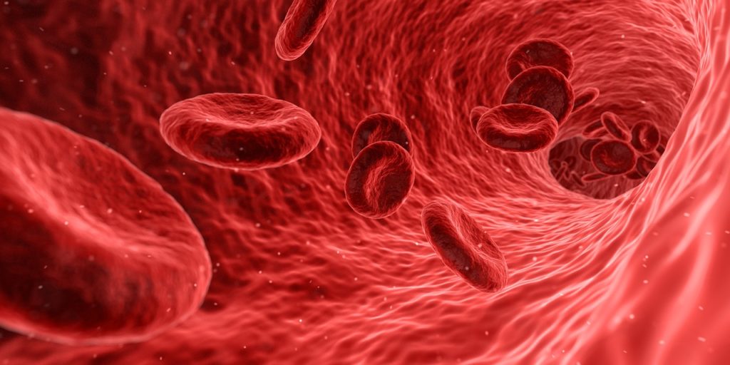 blood cells pulmonary arteries