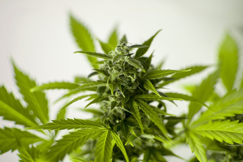 medical marijuana for pulmonary hypertension